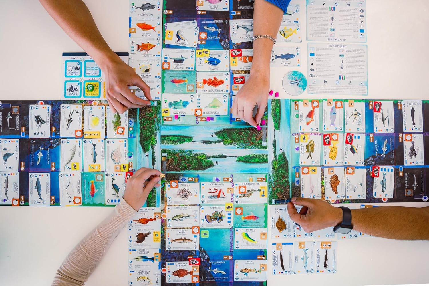 Finspan board game with colourful cards and player hands on a white surface